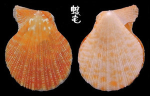 多彩海扇蛤 Chlamys irregularis 2