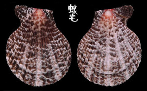 白紋海扇蛤 Chlamys albolineata 1