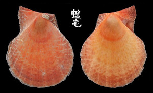 疏鱗海扇蛤 Chlamys squamosa 1