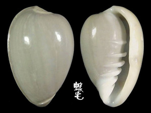 台灣穀米螺 Marginella bernardii 3