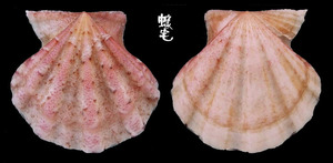 小美海扇蛤 Flexopecten flexuosus 3