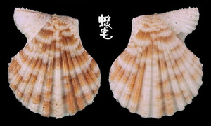 紅瓦海扇蛤 Chlamys asperulata 1
