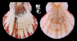 Coudeini海扇蛤 Juxtamusium coudeini 2