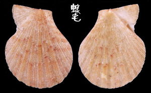肋中肋海扇蛤 Glorichlamys quadrilirata 2