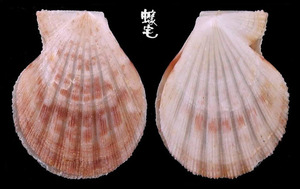 肋中肋海扇蛤 Glorichlamys quadrilirata 3