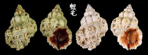 褐口蛙螺 Bursa rhodostoma 1