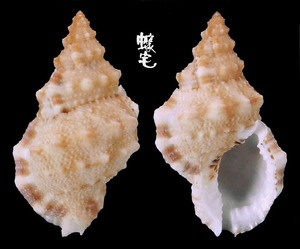 小白蛙螺 Bursa ranelloides 2