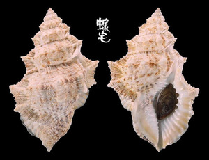 高貴蛙螺 Bufonaria nobilis 2