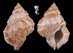 麗珠蛙螺 Bufonaria margaritula 3