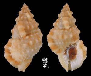 Tenuisculpta蛙螺 Bursa ranelloides tenuisculpta
