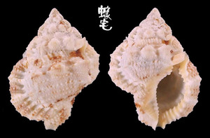 厚唇蛙螺 Bufonaria thersites 2
