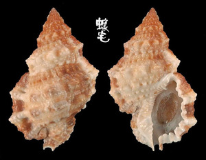 Affinis蛙螺 Bursa granularis affinis 2