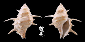 長棘蛙螺 Bursa echinata