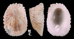 頂蓋螺 Hipponix australis 1