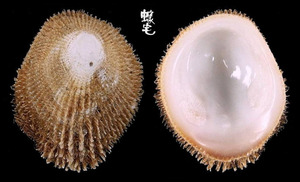 毛蓋螺 Pilosabia trigona 1