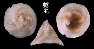笠舟螺 Calyptraea extinctorium 2