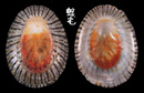 松葉笠螺 Cellana nigrolineata 2