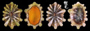 Luzonica松螺 Siphonaria luzonica 1