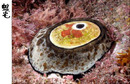 火山透孔螺 Megathura crenulata 1