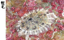 巴貝多透孔螺 Fissurella barbadensis 1