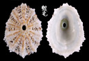 巴貝多透孔螺 Fissurella barbadensis 2