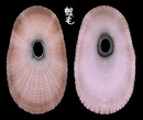 染色透孔螺 Lucapina suffusa 1