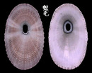 染色透孔螺 Lucapina suffusa 2