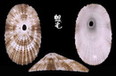 草花透孔螺 Diodora suprapunicea 2