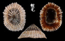 網紋松螺 Siphonaria japonica