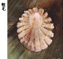 頂蓋螺 Hipponix australis 3