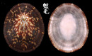 龜甲笠螺 Cellana testudinaria 1