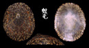 龜甲笠螺 Cellana testudinaria 3