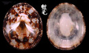 龜甲笠螺 Cellana testudinaria 4