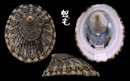 鴨青螺 Lottia dorsuosa 2