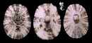 花帽青螺 Patelloida pygmaea 2