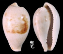 梨果寶螺 Cypraea pyriformis 3