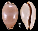 大四眼寶螺 Cypraea lurida 1