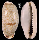 寬口寶螺 Cypraea cylindrica 2
