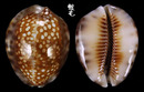 扁緣寶螺 Cypraea depressa 1