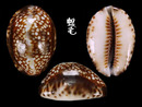 扁緣寶螺 Cypraea depressa 2