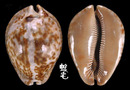 大花鼠寶螺 Cypraea stercoraria 1