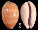 紫口寶螺 Cypraea carneola 2