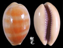 紫口寶螺 Cypraea carneola 4