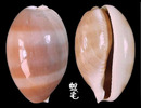 紫口寶螺 Cypraea carneola 5