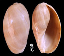 紫口寶螺 Cypraea carneola 6