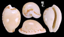 阿哥寶螺 Cypraea algoensis 2