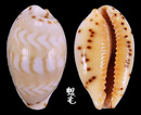 箭頭寶螺 Cypraea ziczac 1