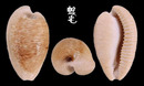 開普頓寶螺 Cypraea capensis 2