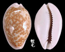 中美洲寶螺 Cypraea albuginosa 2