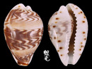 山水寶螺 Cypraea diluculum 2